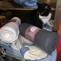 photo de livraison pour Les chats de chez nous