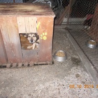 photo de livraison pour Pro Animals Finland ry