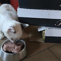 photo de livraison pour Amis de Myrtille