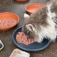 photo de livraison pour Association C.A.T.S. Chat Animal Terrien Solidarité