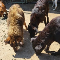 photo de livraison pour Nobody's Dog France