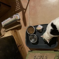 photo de livraison pour Les Chats de Condom 32
