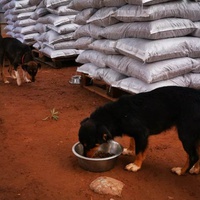 photo de livraison pour Help Adopt Moroccan Animals