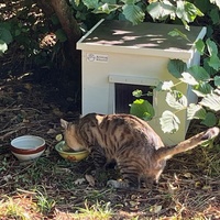 photo de livraison pour SOS Chats Libres