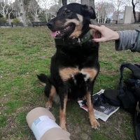 photo de livraison pour Help Doggy