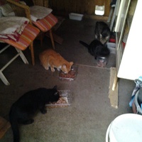 photo de livraison pour L'Assist'Aux Chats