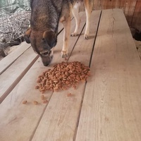 photo de livraison pour asociatia centrul de formare pentru activitati voluntare natura deva