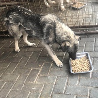 photo de livraison pour Civic Initiative Kane Korzo Skopje