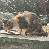 photo de livraison pour Association C.A.T.S. Chat Animal Terrien Solidarité