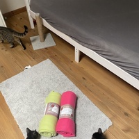 photo de livraison pour Les Chats de Condom 32