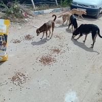 photo de livraison pour Comme Chiens et Chats Maroc