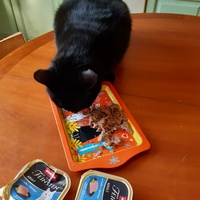 photo de livraison pour L'Arche des Amis à pattes