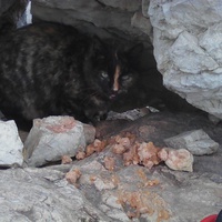 photo de livraison pour Protect Cat