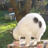 photo de livraison pour Ecole du Chat d’Arbois