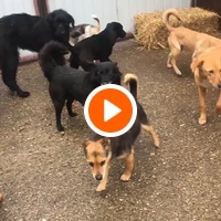 photo de livraison pour Saving Orphaned Souls Sheila's Animal Rescue Mission