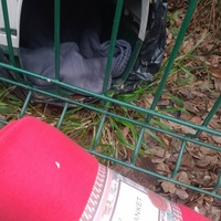 photo de livraison pour Les Chats-Pitresdelavi-Ste