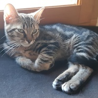 photo de livraison pour Bien vivre avec les Chats Sallélois