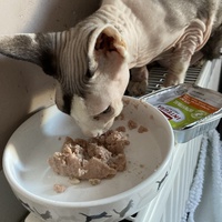 photo de livraison pour Ecole du Chat des Alpilles