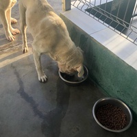 photo de livraison pour Huellas del Valle con Esperanza