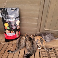 photo de livraison pour Bien vivre avec les Chats Sallélois