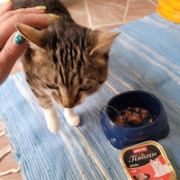 photo de livraison pour L'Amour des Chats 52
