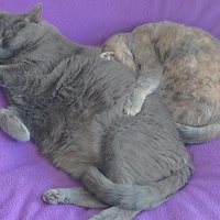 photo de livraison pour Capucine et Compagnie
