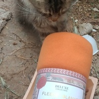photo de livraison pour Les Chats-Pitresdelavi-Ste