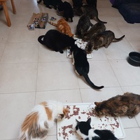 photo de livraison pour Les Amis de Michouette