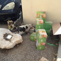 photo de livraison pour Les chats Port-Saint-Louisiens