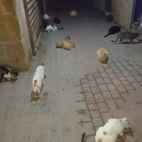 photo de livraison pour ADAN Essaouira