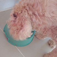photo de livraison pour Cœur Animal