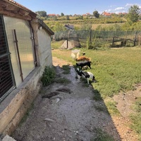 photo de livraison pour Ivana Nikolić