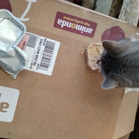 photo de livraison pour Chats Grains d'Amour