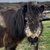 photo animal