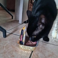 photo de livraison pour Les chats de l'Indifférence