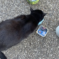 photo de livraison pour Les Chats De QUEAUX