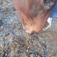 photo de livraison pour Equi-Libre : Droit à la Retraite Equine