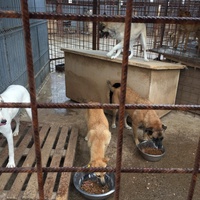 photo de livraison pour Save & Hope for Dogs