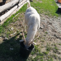 photo de livraison pour La Ferme des Zanimobiles