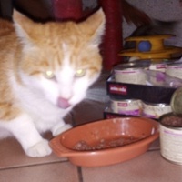photo de livraison pour Jardin des Chats