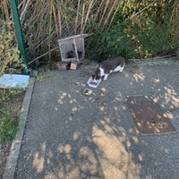 photo de livraison pour Le Chat Salonais
