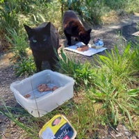 photo de livraison pour Les Chats Libres de Nimes Agglo