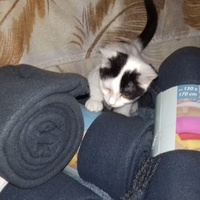 photo de livraison pour Pour l'Amour des Chats