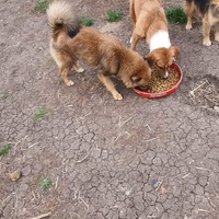 photo de livraison pour Serbian Society for the Protection of Animals - SSPA