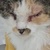 photo animal