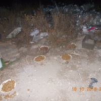 photo de livraison pour Pro Animals Finland ry