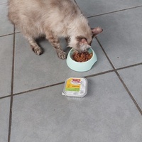 photo de livraison pour Les Chats libres de Fleurance