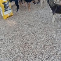 photo de livraison pour Comme Chiens et Chats Maroc