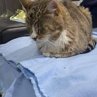 photo de livraison pour Les Chats de la Rue