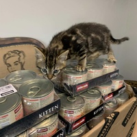 photo de livraison pour Les chats Port-Saint-Louisiens